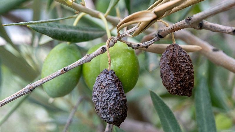 Las Mañanas de RNE - Las consecuencias de la sequía en el campo: menos cultivo y mayor incertidumbre
