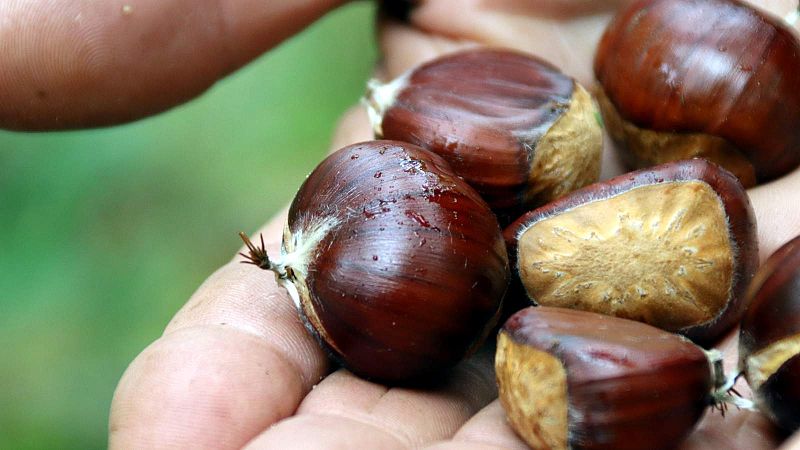 Octubre de castanyes amb màniga curta