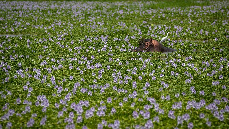Cinco Continentes - El polémico oleoducto entre Uganda y Tanzania