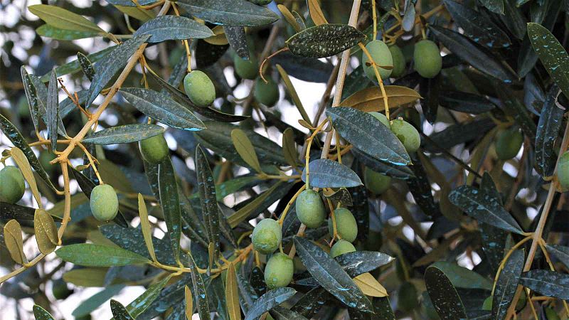 El preu de l'oli es dispara un 65%