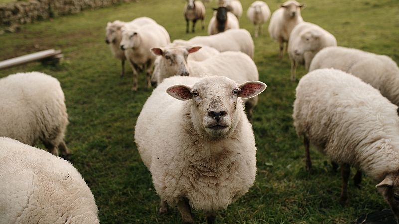 Mundo rural - La viruela ovina - 10/02/23 - escuchar ahora