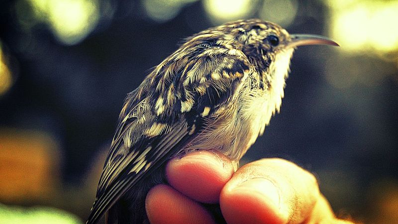 Vida Verda - Ocells secrets que ningú veu a ciutat