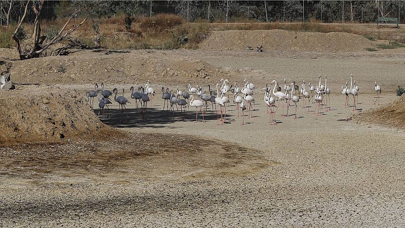 24 horas - Juan Romero (Ecologistas en Acción): "Doñana se parece más a un desierto que a un humedal"