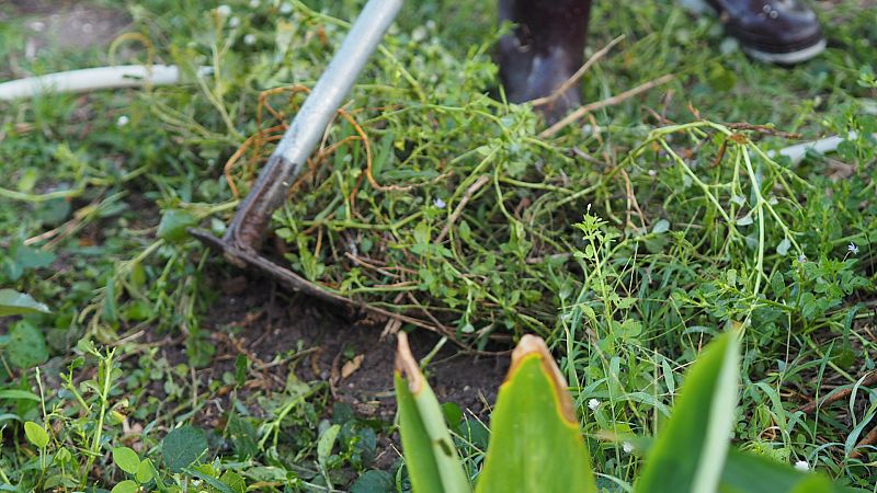 El gallo que no cesa - El importante cometido natural que cumplen las malas hierbas - Escuchar ahora