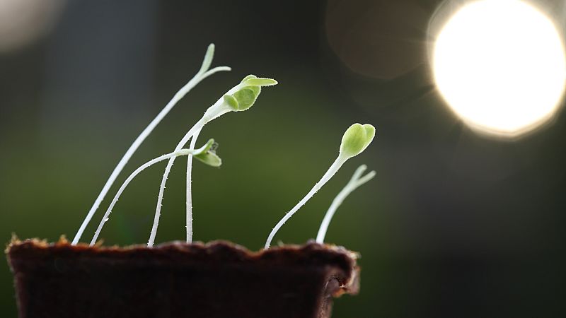 No es un día cualquiera - La noticia de ciencia con Manuel Toharia sobre la fotosintesis ultrarápida - Escuchar ahora