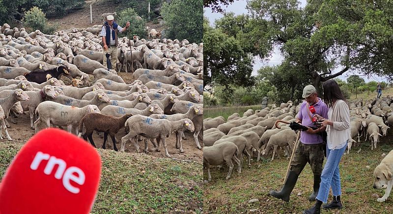Más cerca - Pastores trashumantes en busca de agua y alimento