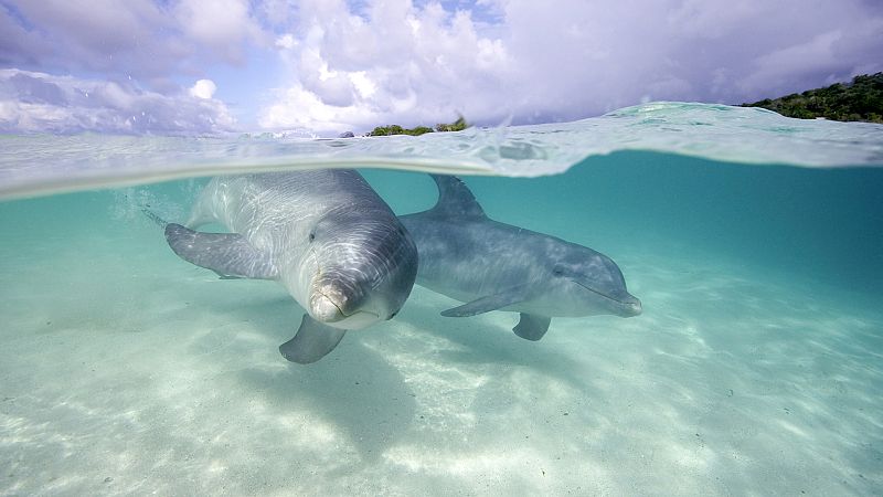 Vida verde - Contaminación acústica en el mar y presión en el litoral - 24/06/23