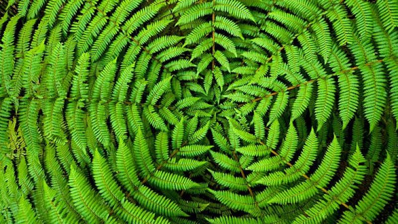 Europa abierta - División sobre la ley de Restauración de la Naturaleza