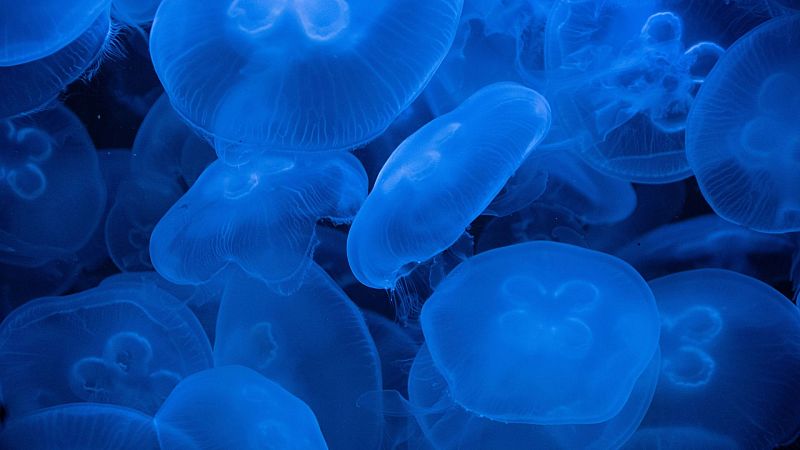 Las Mañanas de RNE - Elena Mauriño, bióloga: "Medusas y carabelas portuguesas son muy importantes en el equilibrio de los ecosistemas marinos"