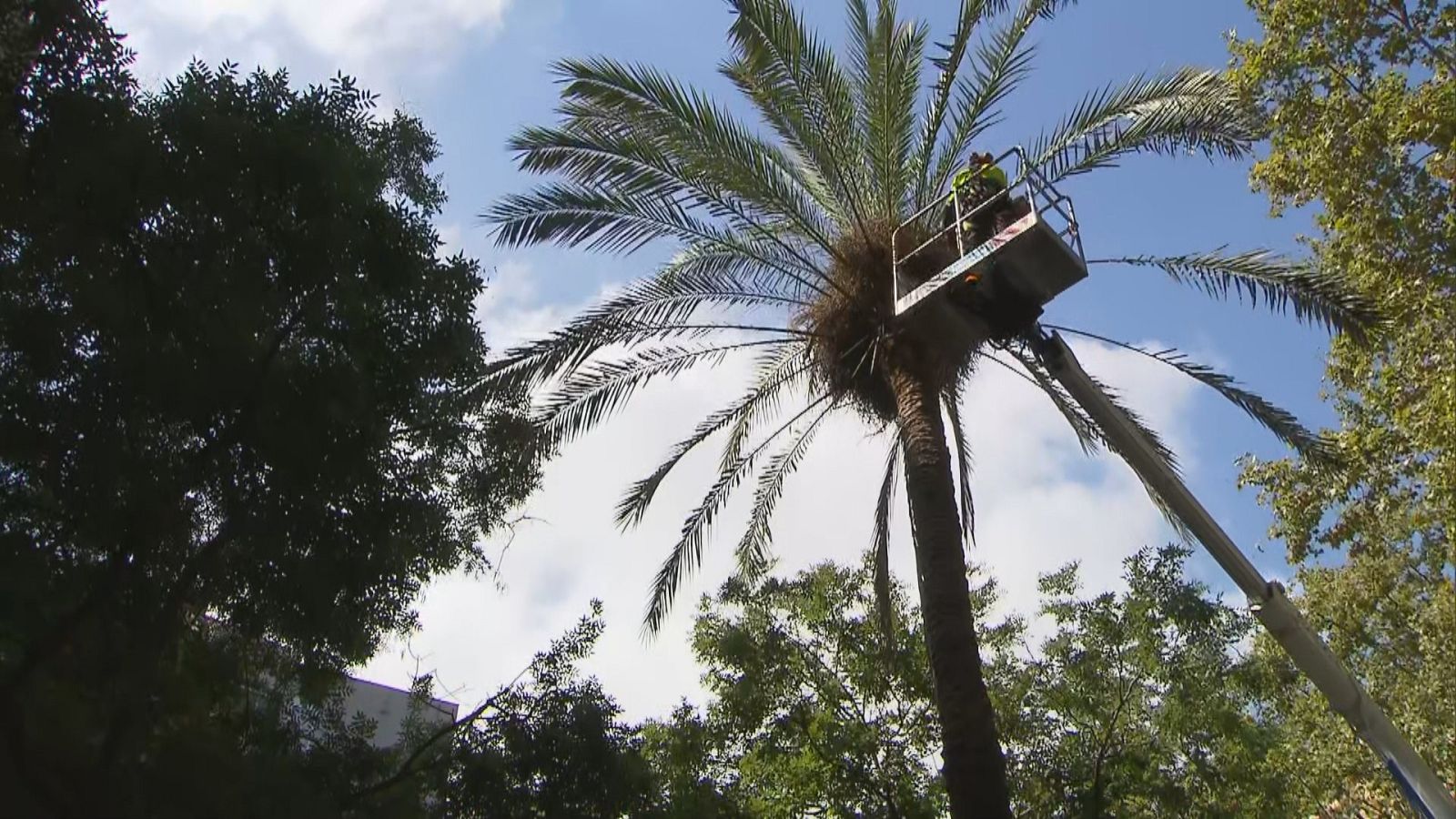 Barcelona fa una revisió de les palmeres datileres de la ciutat