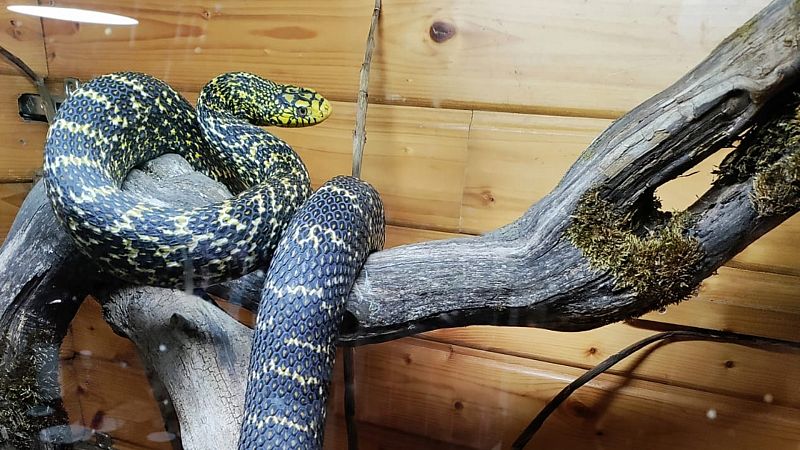 Por tres razones - ¿Cómo afecta a las serpientes de María la nueva ley? - Escuchar ahora