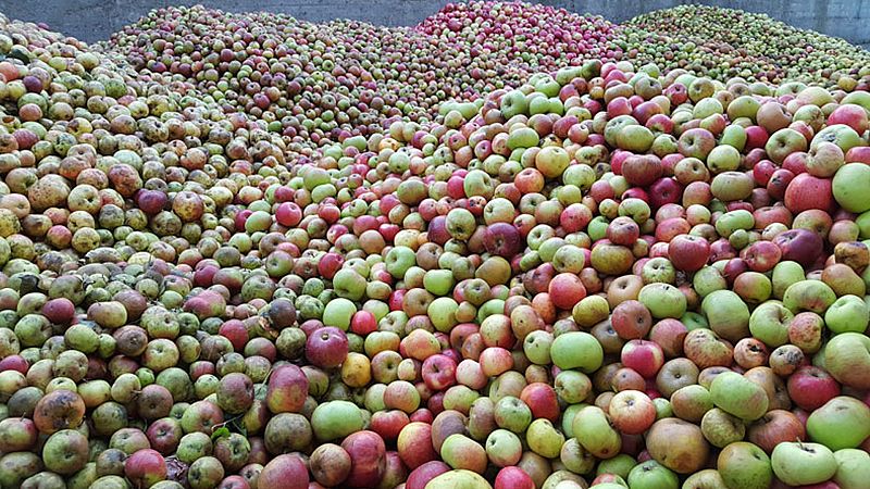La cosecha de la manzana. Escuchar ahora.