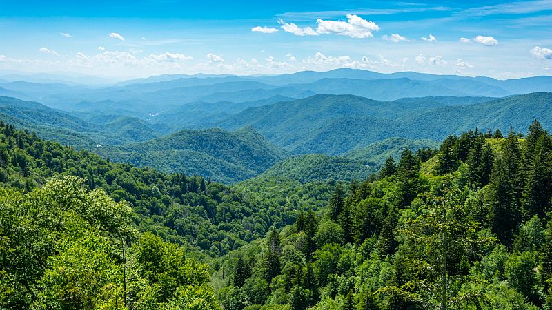El gallo que no cesa - Cómo debemos gestionar y aprovechar nuestros montes - Escuchar ahora