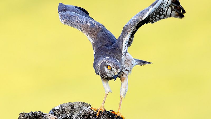 En clave turismo - Aguilucho cenizo, águila pescadora y gato montés en peligro - 17/10/23