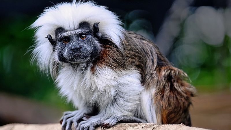 Instinto animal en Radio 5 - Titi cabeza de algodón - 11/11/23