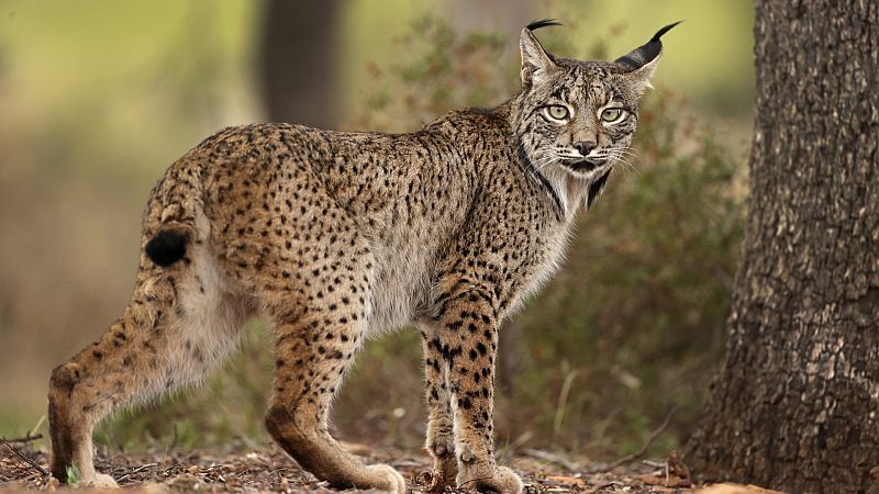 En clave Turismo - Grandes avances en la recuperación del lince ibérico - 09/01/24
