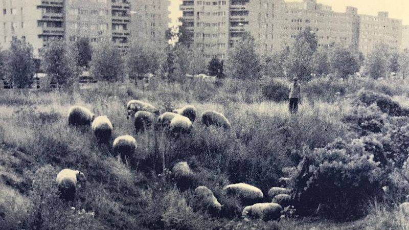 Vida verde - Eric Lenoir: ahora la urgencia es renaturalizar las ciudades - 13/01/24 - Escuchar ahora