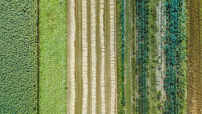 El gallo que no cesa - La agricultura regenerativa y la reducción de fertilizantes - Escuchar ahora