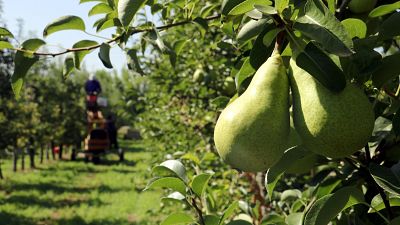 Arrenca la collita de la pera llimonera | Pepa Sangenís