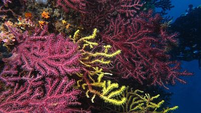 Descobreixen una nova tècnica per restaurar boscos de gorgònies | Joan Sisquella