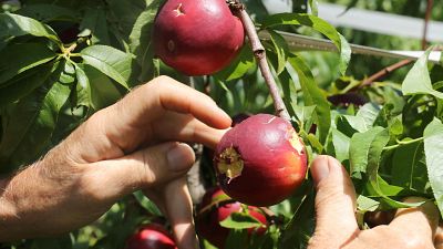 Els cultius, els més afectats per les pluges a Lleida | Clara Ontañón