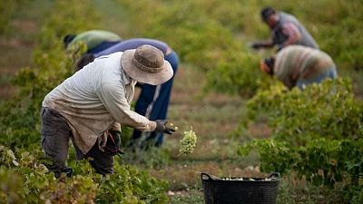 En marxa el dispositiu especial per a temporers a Lleida | Joana Sendra