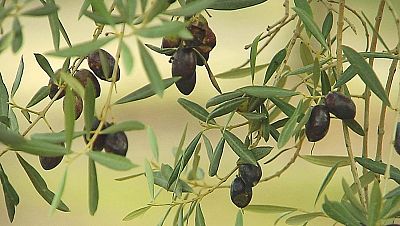 La sequera fa estralls en la producció d'oli a les Terres de l'Ebre | Pilar Ribas
