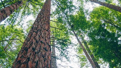 Todo noticicias mañana - Ecologistas en Acción: "Conservar la biodiversidad es clave para frenar las pandemias" - Escuchar ahora
