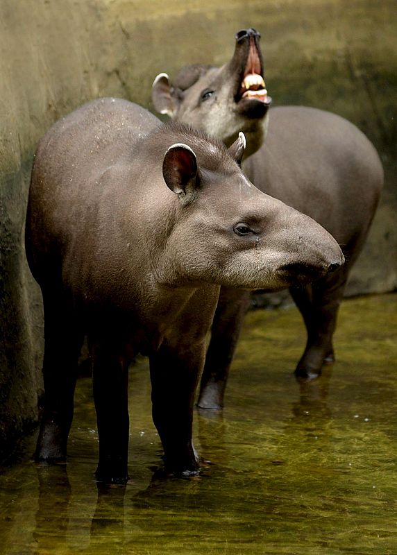 Hembra Tapir