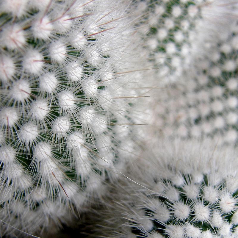 El cactus significa fortaleza