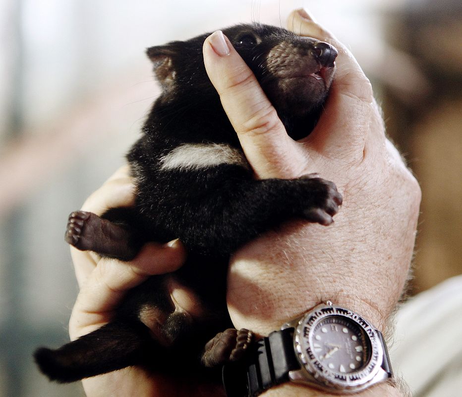 Un doctor realiza un análisis médico a un cachorro de Demonio de Tasmania.
