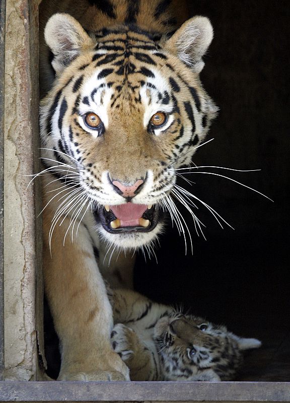 Rada, un tigre siberiano, saliendo de su casa junto a uno de sus cachorros.