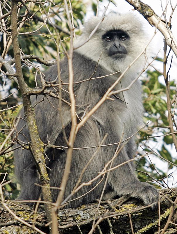 Un langur de cabeza blanca descansando sobre un árbol en India