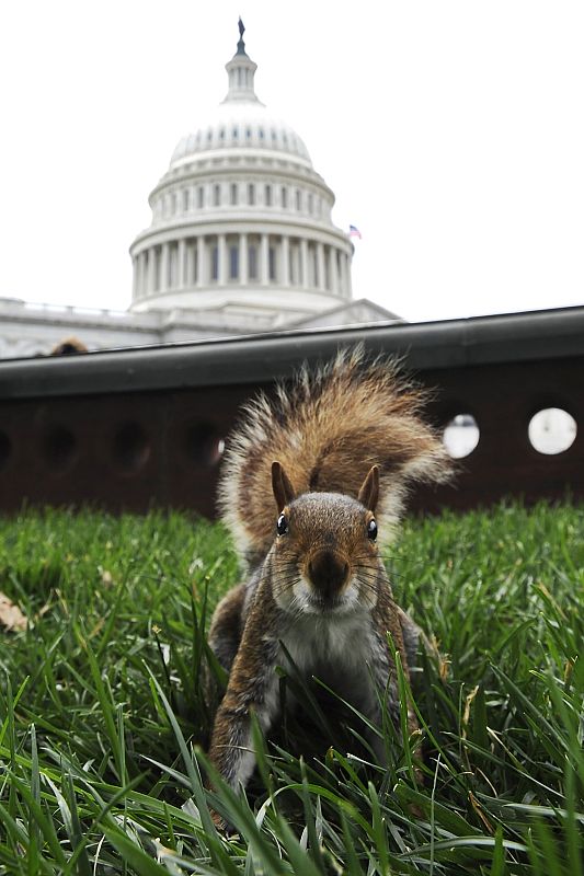 Una ardilla en un parque proximo al Capitolio de Washington (Estados Unidos)