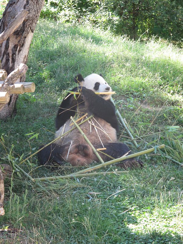 El oso panda Bing Xing come bambú en el zoo de Madrid
