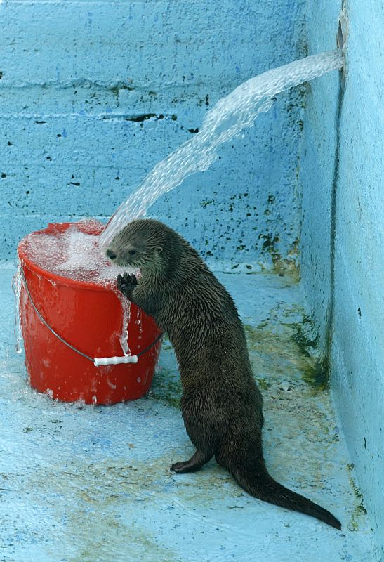 Las nutrias utlizan agua dulce para limpiar su piel