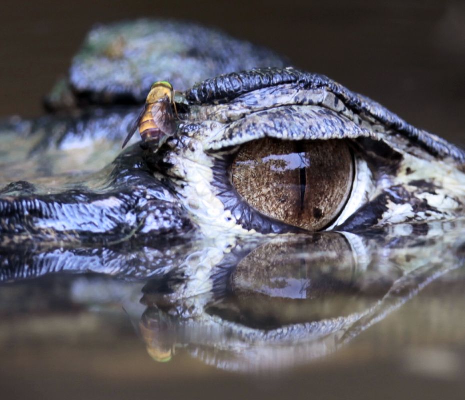El ojo de un caiman negro del Parque Nacional de Yasuni, Ecuador, sobresale por encima del agua