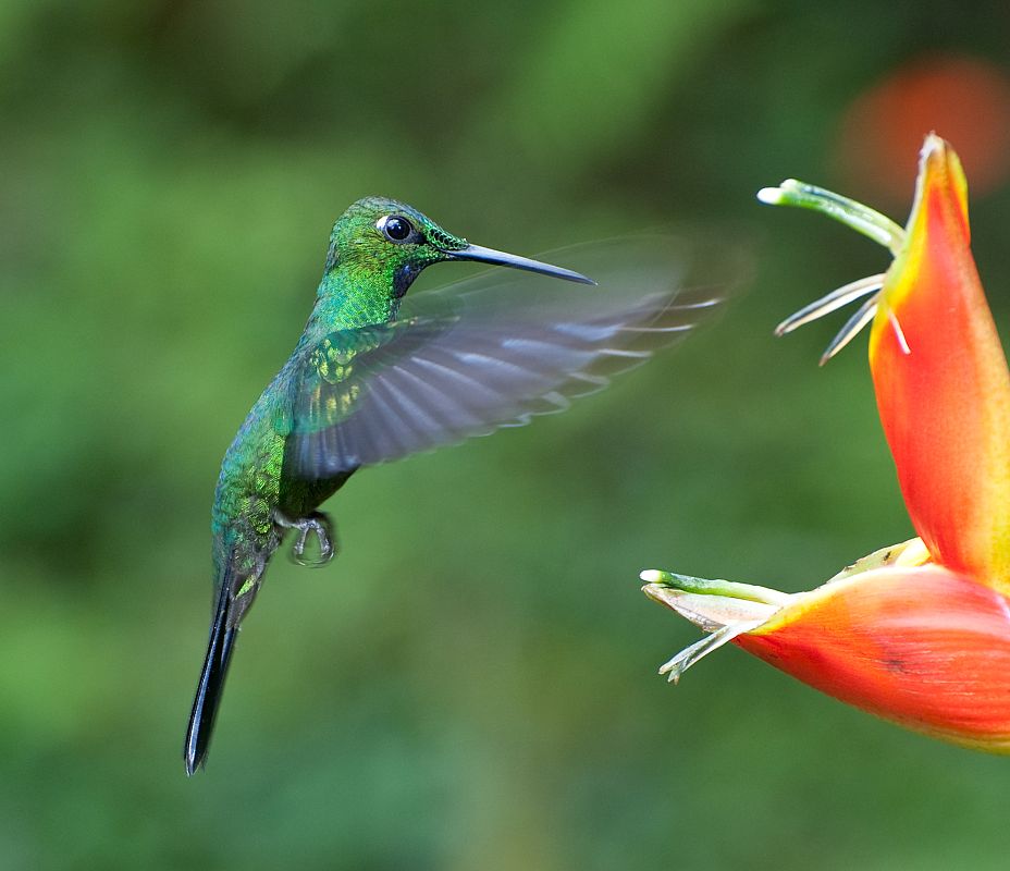 Colibríes en su hábitat natural de Mindo, Ecuador
