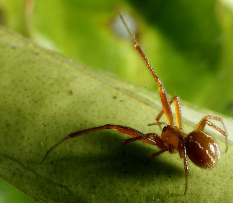 Una araña naranja