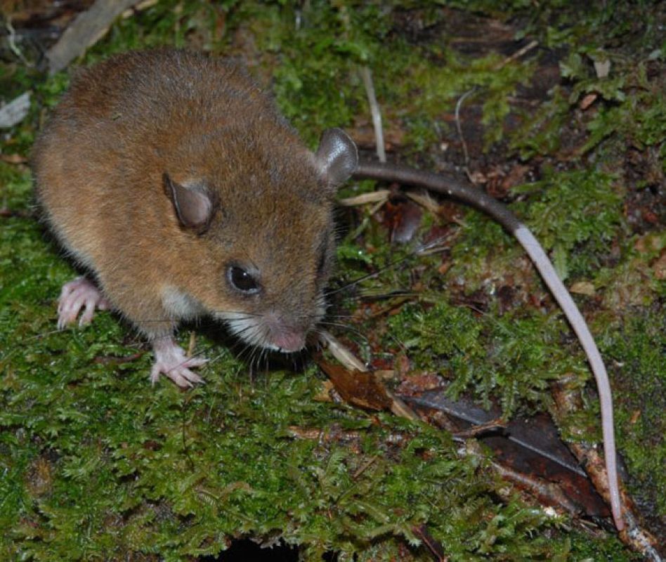Un ratón de montaña de cola blanca