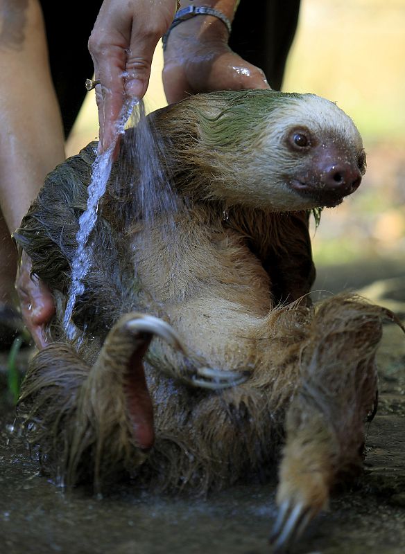 El baño de un perezoso rescatado en un centro de cria de Costa Rica