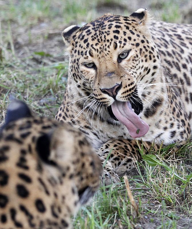 Russo, un leopardo macho chino de cuatro años de edad