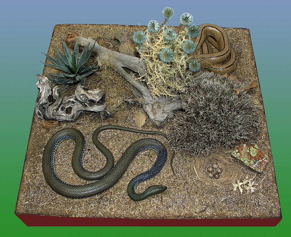 Dos de las culebras que viven en los campos españoles, entre ellas la 'escalera'ibios y reptiles de España'