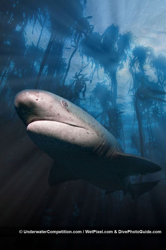 Un escualo atraviesa una zona del mar cubierta y repleta de algas flotantes