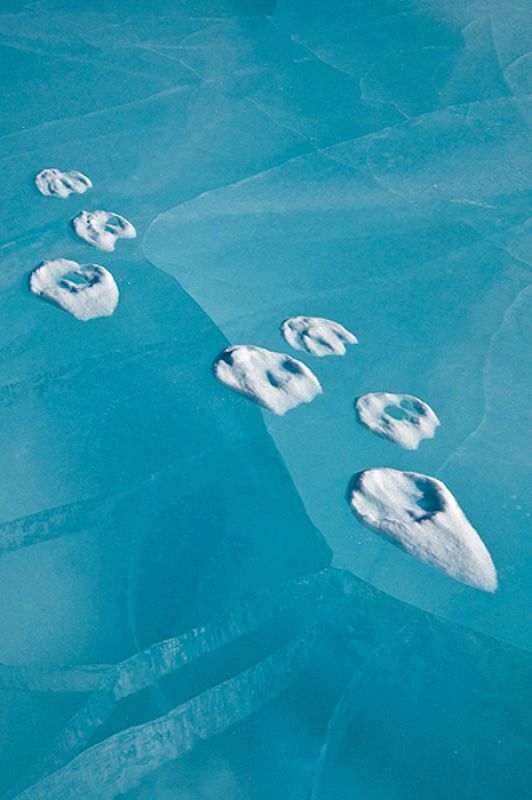 La huella del lobo en el hielo. Esta fotografía se ha alzado con el premio a la mejor 'imagen ambiental' en la que se refleja el paso de un lobo por la nieve, que quedó reflejado en el hielo.