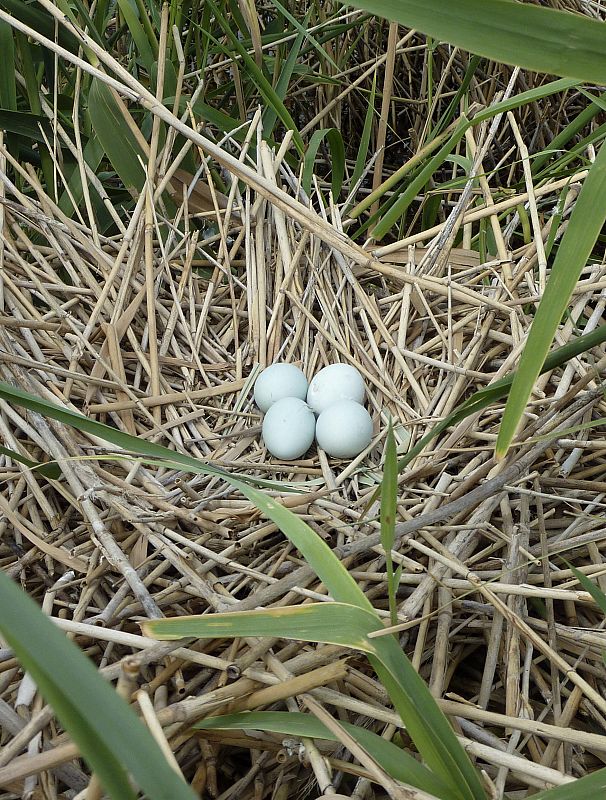 LAS TABLAS DE DAIMIEL, EL EDÉN PARA LAS AVES ACUÁTICAS DEL CENTRO PENINSULAR