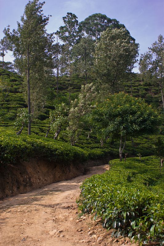 Plantaciones de té en Hill Country
