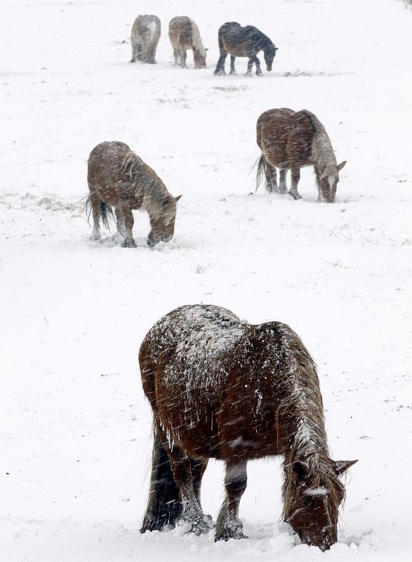 Varios caballos buscan pasto entre la nueve a orillas del Ebro