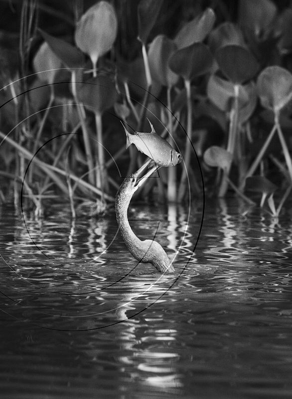 La biguatinga o pato aguja americano (Anhinga anhinga) es un ave acuática de gran tamaño, con una envergadura de 84 centímetros, (Brasil).