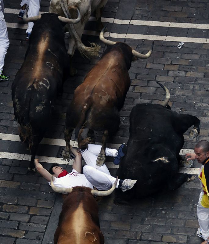 Los toros de Fuente Ymbro son conocidos por su comportamiento noble